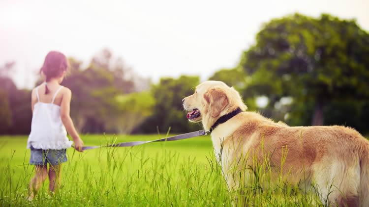 RFID Epidemic Prevention Management System For Pet
